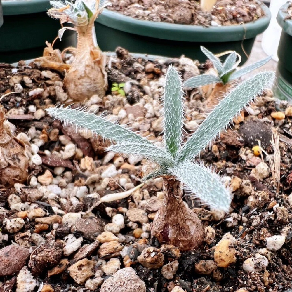 1.5-2cm Seedling Cactus Live Plants Gethyllis Barkerae Beautiful Garden Rare Tuber Succulent Plants