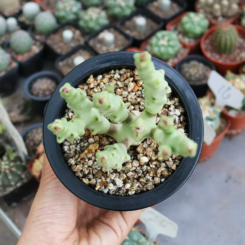 8-10cm Multiple Heads Cactus Live Plants Caralluma Socotrana Beautiful Succulent Garden Plants