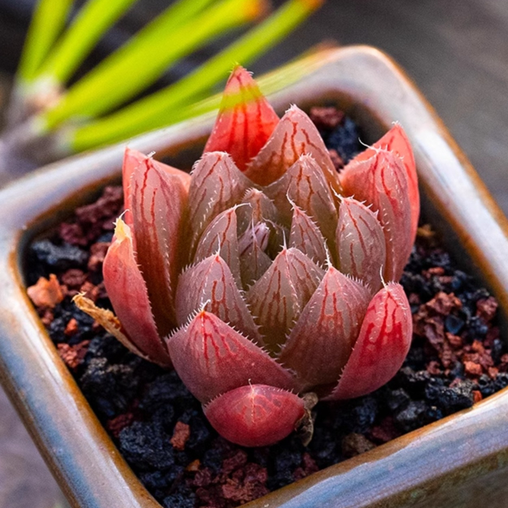 3-4CM Seedling Succulent Live Plant 1PCS Haworthia Cooperi Var. Leightonii Beautiful Rare Garden Cactus