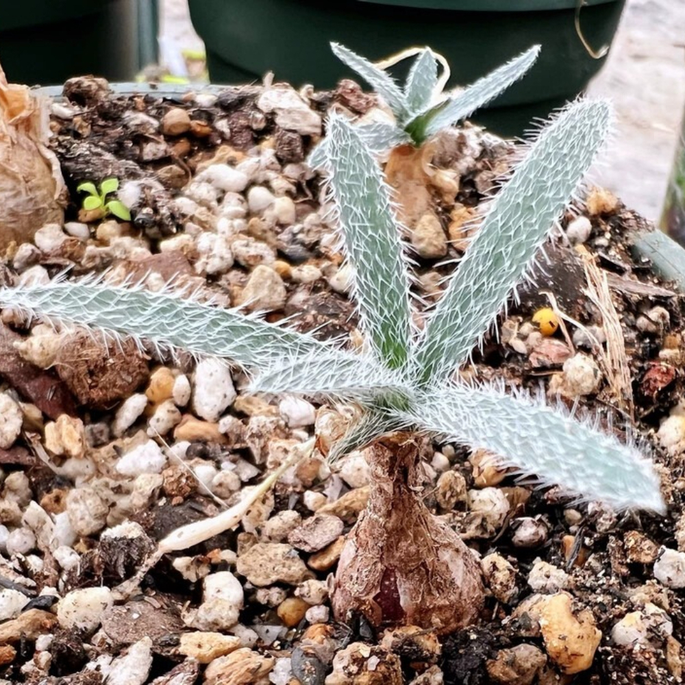 1.5-2cm Seedling Cactus Live Plants Gethyllis Barkerae Beautiful Garden Rare Tuber Succulent Plants