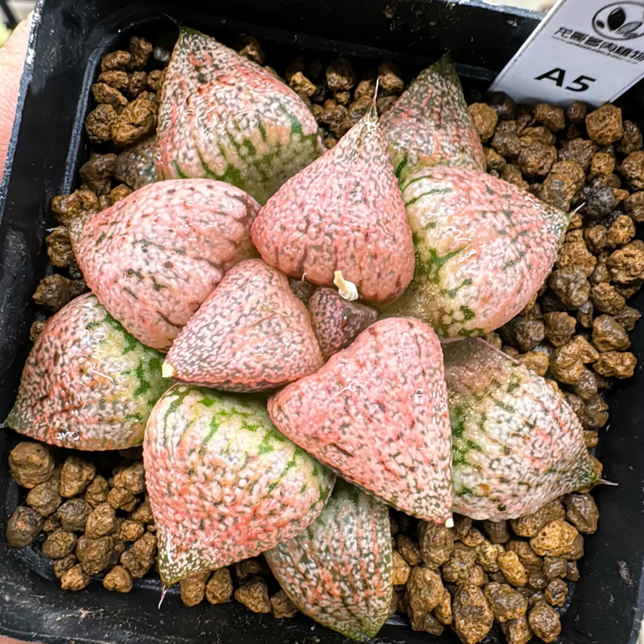 4-6cm Seedling Cactus Live Plants Haworthia Emelyae Var. Emelyae Poelln Beautiful Rare Garden