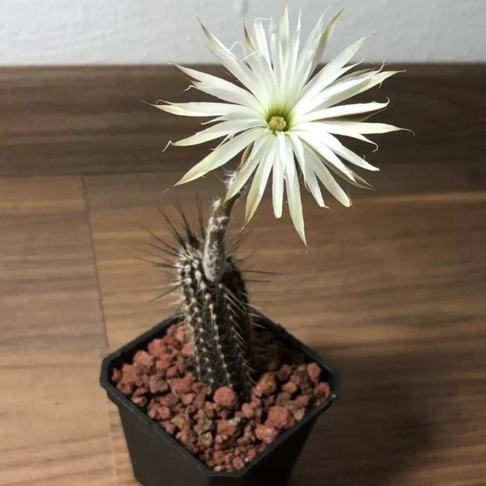 7-8cm Cactus Echinopsis Mirabilis Live Plants Beautiful Garden Succulent Plants Seedling