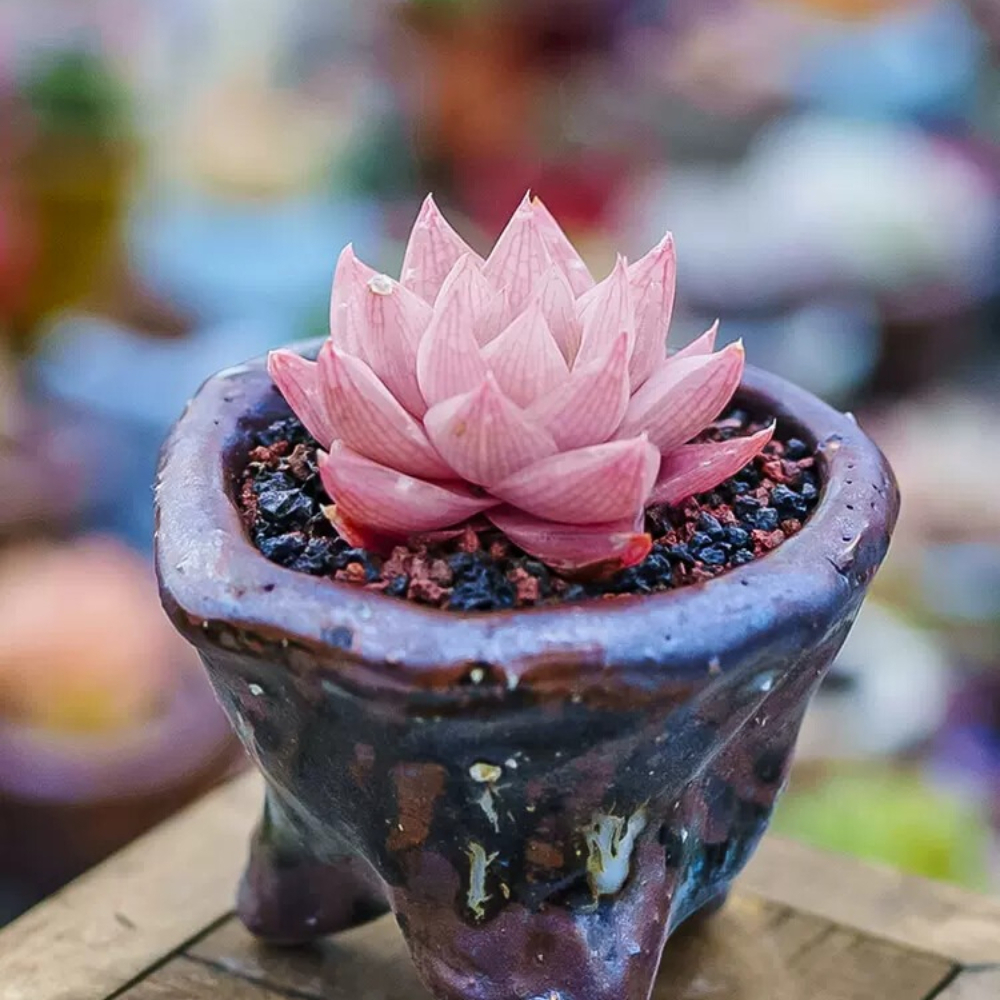 3-4cm 1PCS Seedling Cactus Live Plants Haworthia Rosea Beautiful Rare Garden Succulent Plants