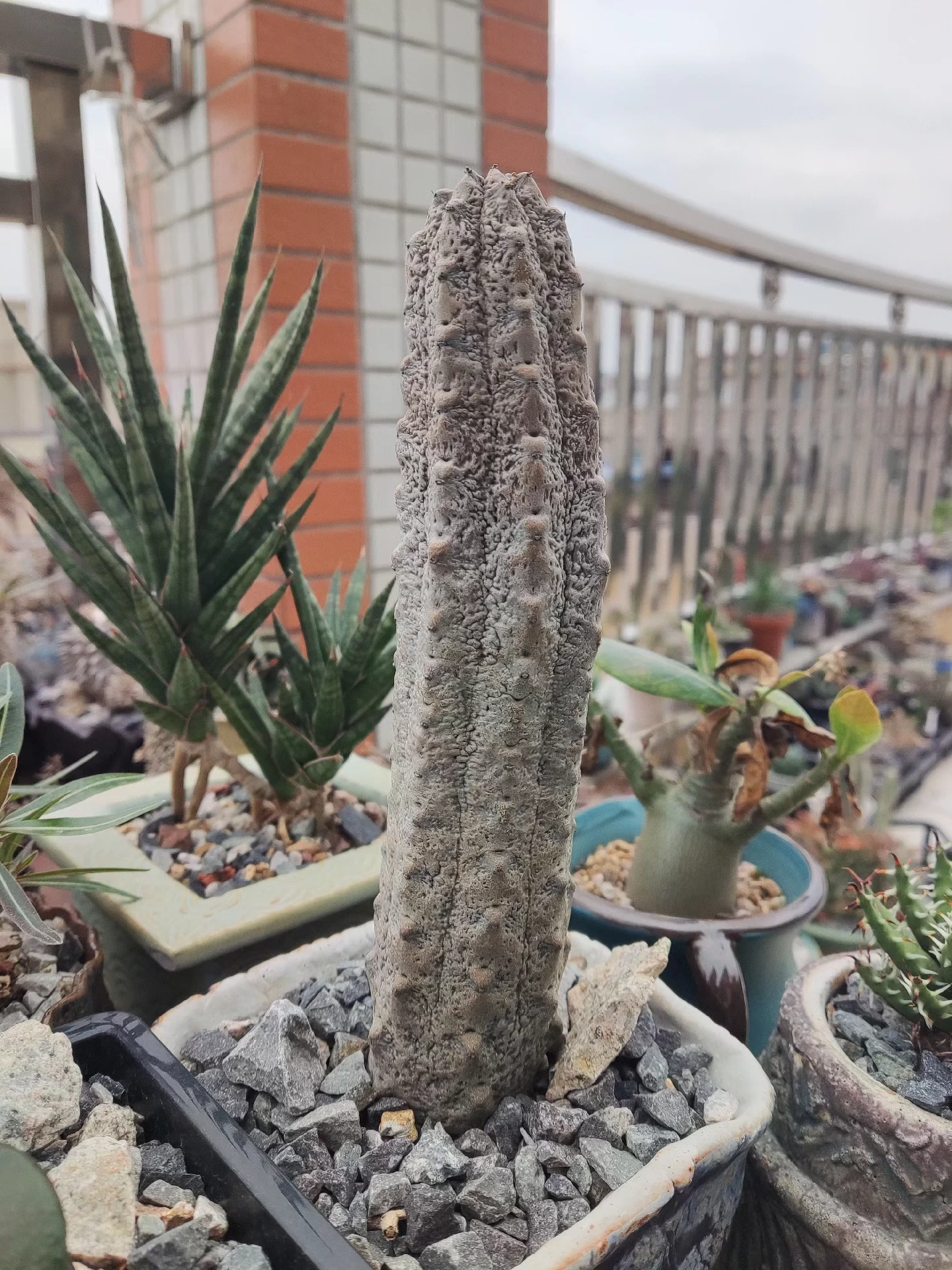 15cm Cactus Liave plants Euphorbia Abdelkuri Cactus Live Plants Beautiful Rare Garden Succulent Plants