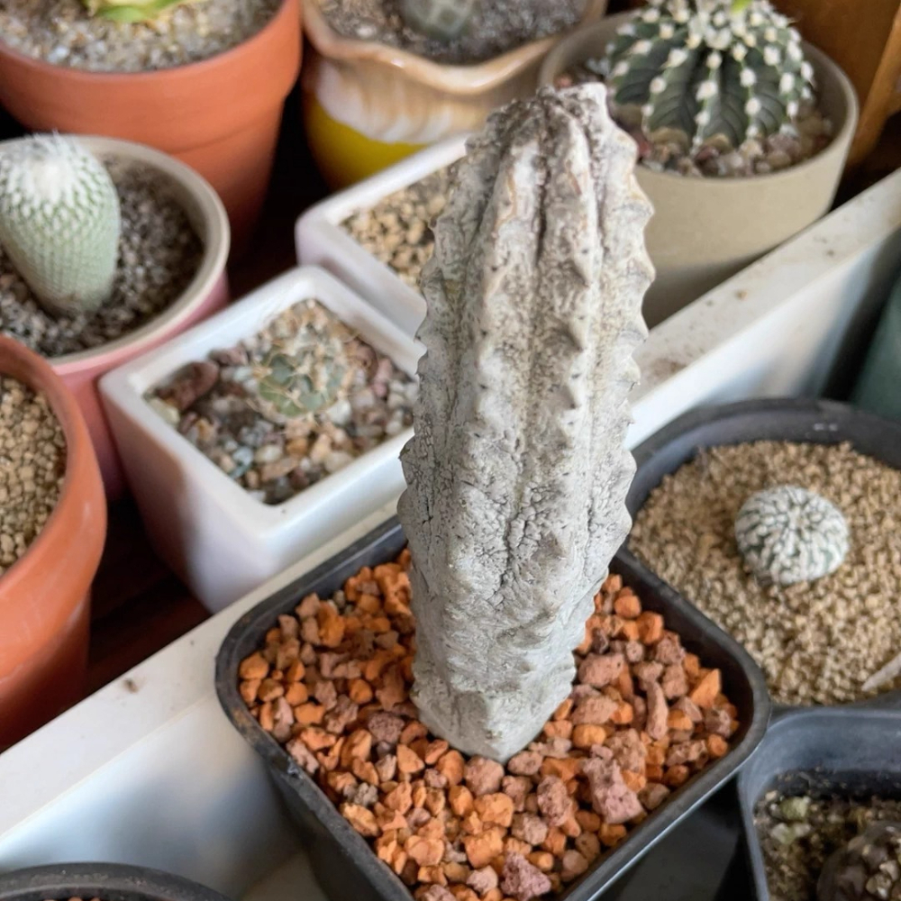 15cm Cactus Liave plants Euphorbia Abdelkuri Cactus Live Plants Beautiful Rare Garden Succulent Plants