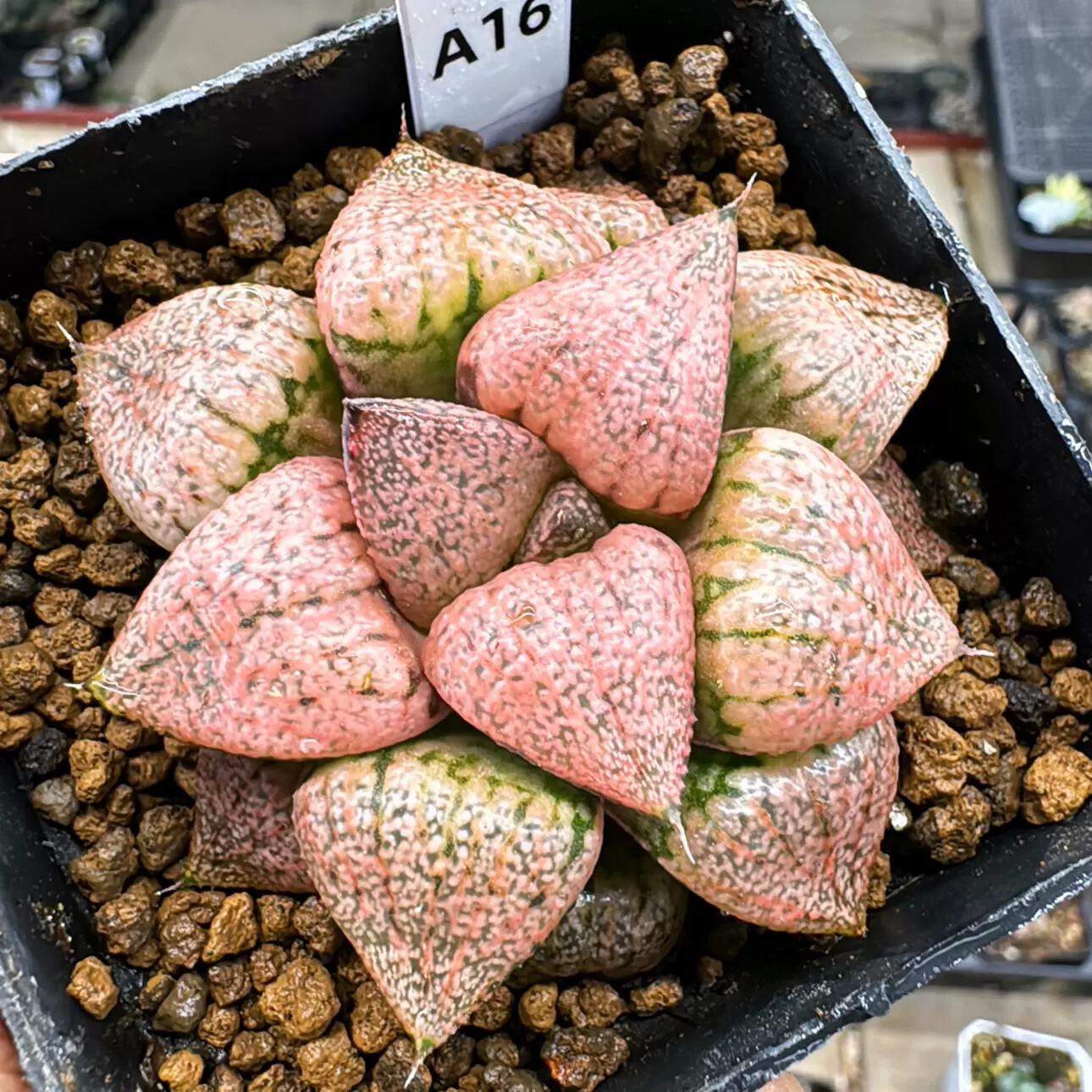 4-6cm Seedling Cactus Live Plants Haworthia Emelyae Var. Emelyae Poelln Beautiful Rare Garden