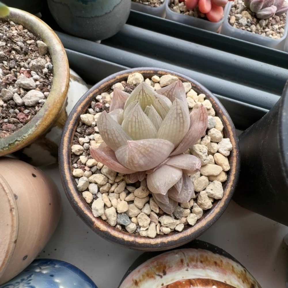 3-4cm 1PCS Seedling Cactus Live Plants Haworthia Rosea Beautiful Rare Garden Succulent Plants