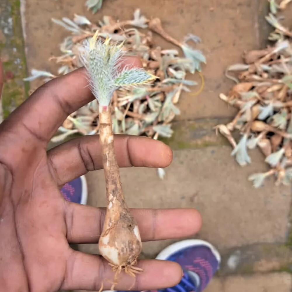 1.5-2cm Seedling Cactus Live Plants Gethyllis Barkerae Beautiful Garden Rare Tuber Succulent Plants