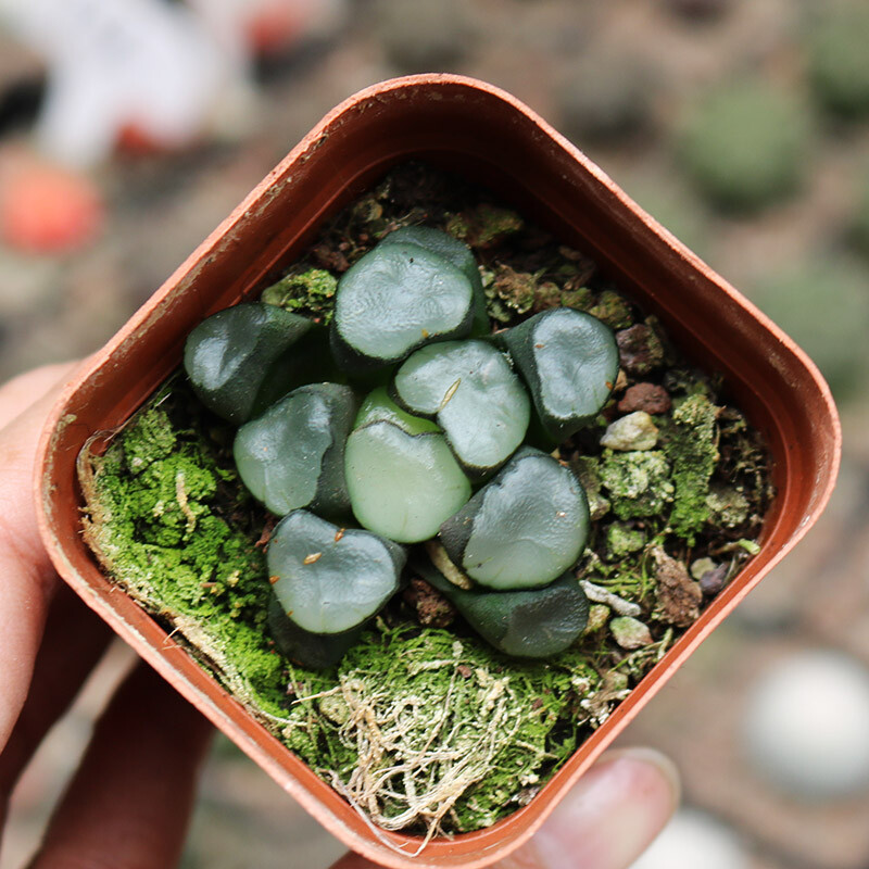 3-4CM 1PCS Seedling Cactus Live Plants Haworthia Maughanii Buddhism Beautiful Rare Succulent Plants Seedling