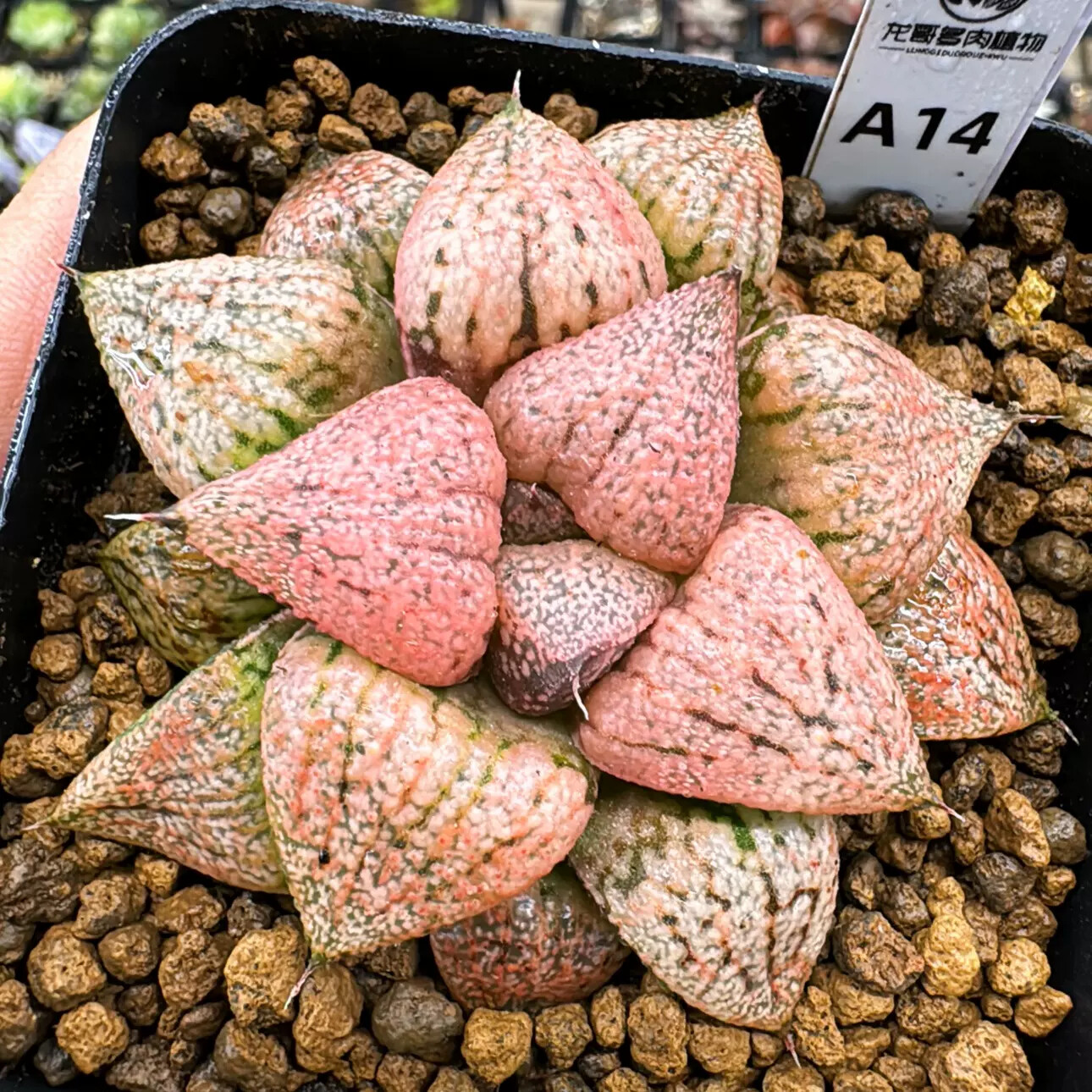 4-6cm Seedling Cactus Live Plants Haworthia Emelyae Var. Emelyae Poelln Beautiful Rare Garden