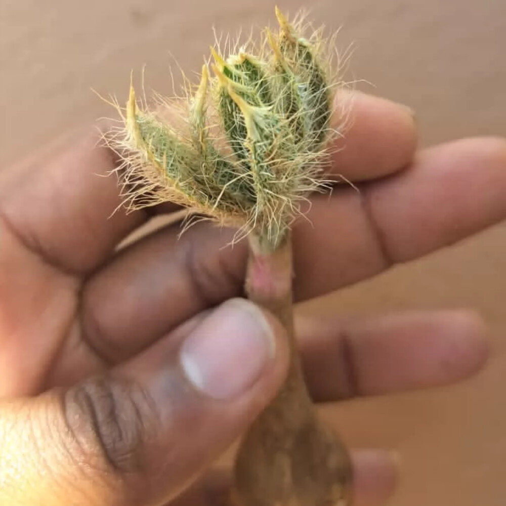 1.5-2cm Seedling Cactus Live Plants Gethyllis Barkerae Beautiful Garden Rare Tuber Succulent Plants