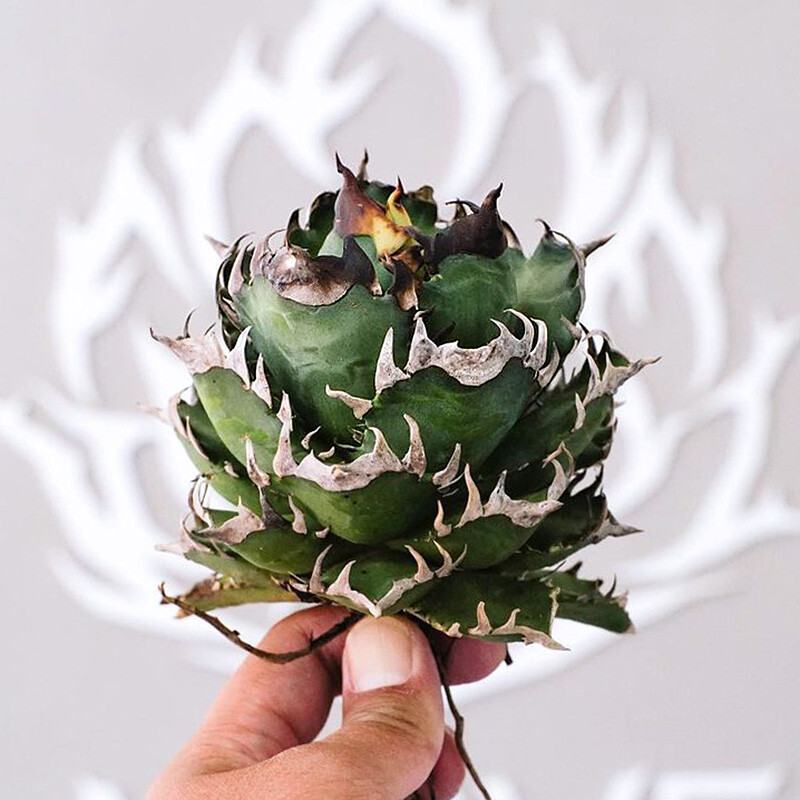 8-10cm 1PCS Seedling Cactus Live Plants Agave Redcat Weazle Beautiful Garden Rare Succulent Plants Planting Agave