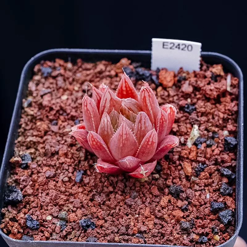 3-4CM Seedling Succulent Live Plant 1PCS Haworthia Cooperi Var. Leightonii Beautiful Rare Garden Cactus