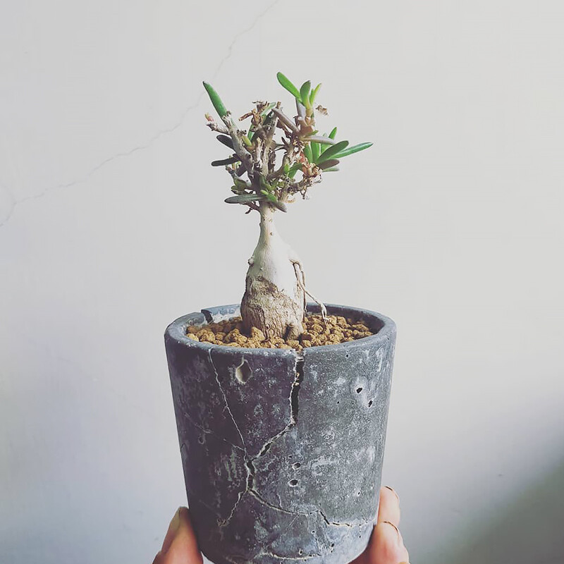 4-5cm 1PCS Cactus Live Plants Delosperma Beautiful Rare Garden Succulent Cactus Plants