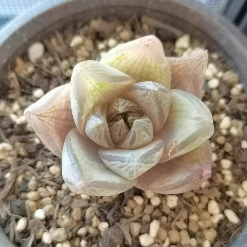 3-4cm 1PCS Seedling Cactus Live Plants Haworthia Rosea Beautiful Rare Garden Succulent Plants