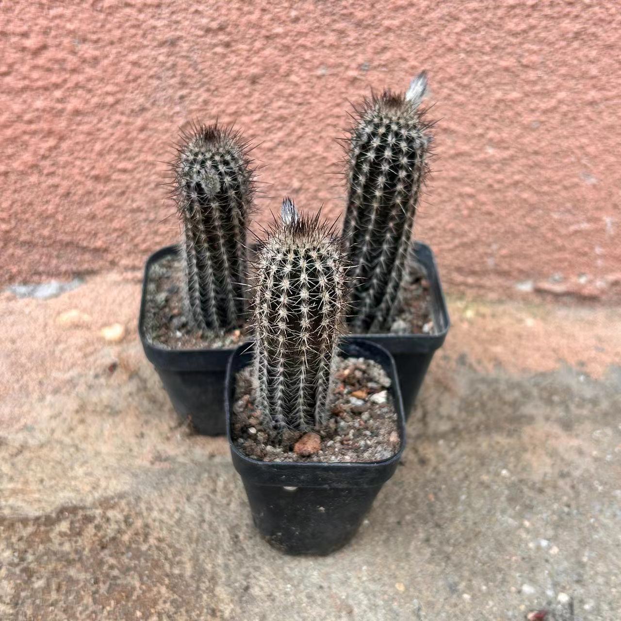 7-8cm Cactus Echinopsis Mirabilis Live Plants Beautiful Garden Succulent Plants Seedling