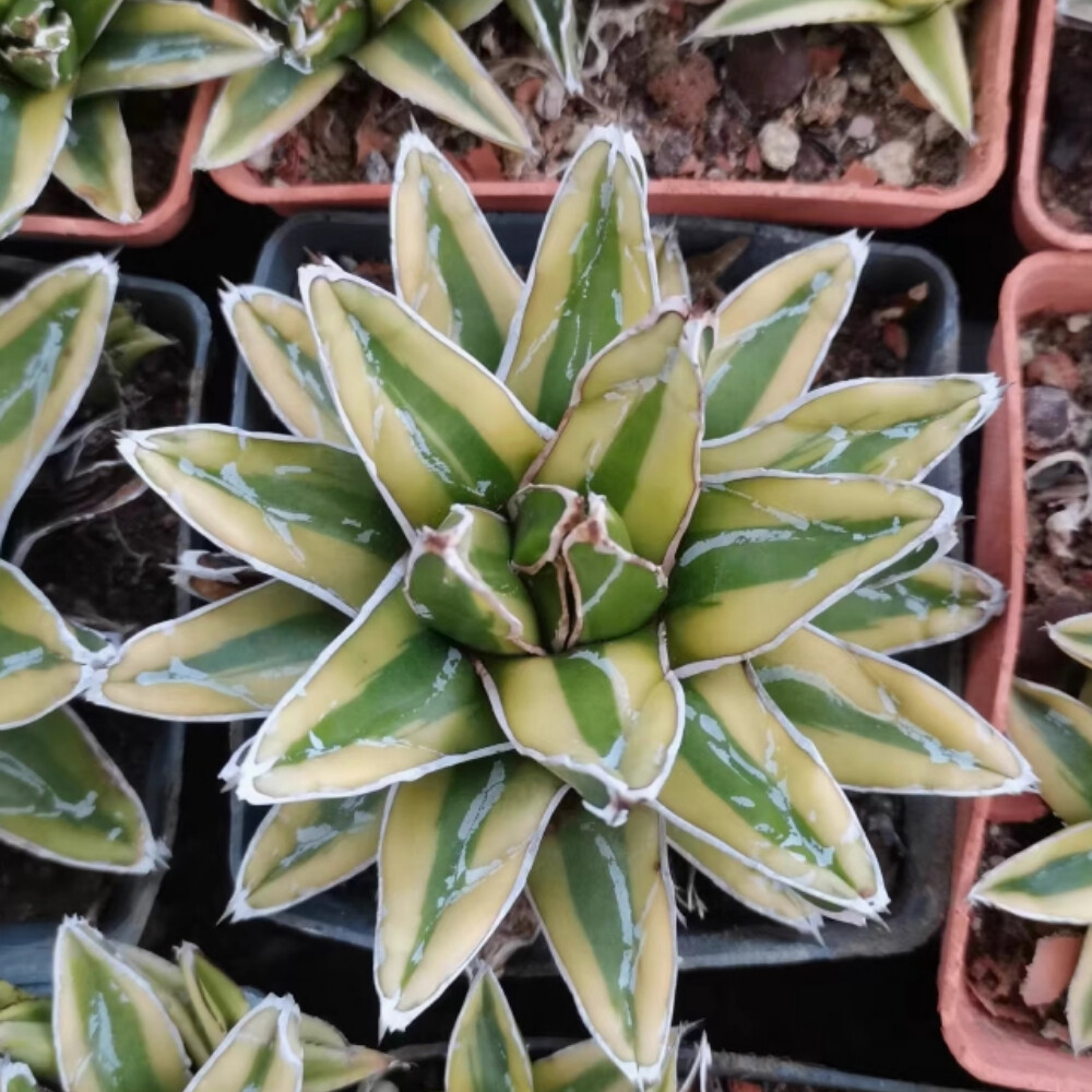 7-8cm Seedling Cactus Live Plant Agave victoriae-reginae Kizan Beautiful Garden plants