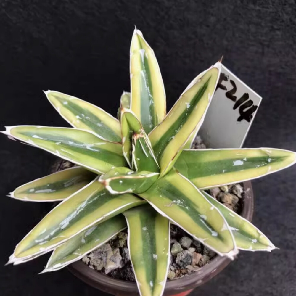 7-8cm Seedling Cactus Live Plant Agave victoriae-reginae Kizan Beautiful Garden plants