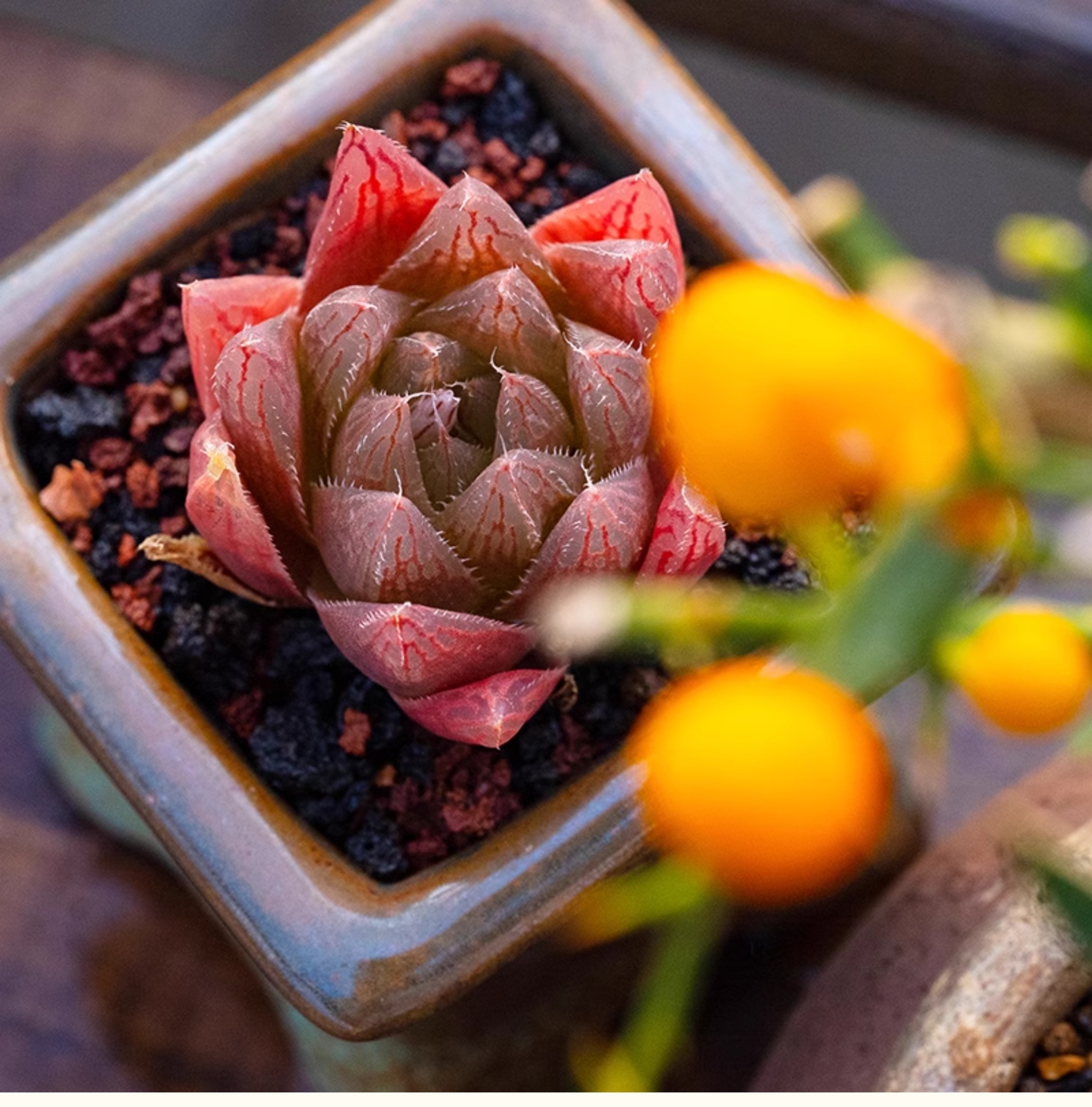 3-4CM Seedling Succulent Live Plant 1PCS Haworthia Cooperi Var. Leightonii Beautiful Rare Garden Cactus