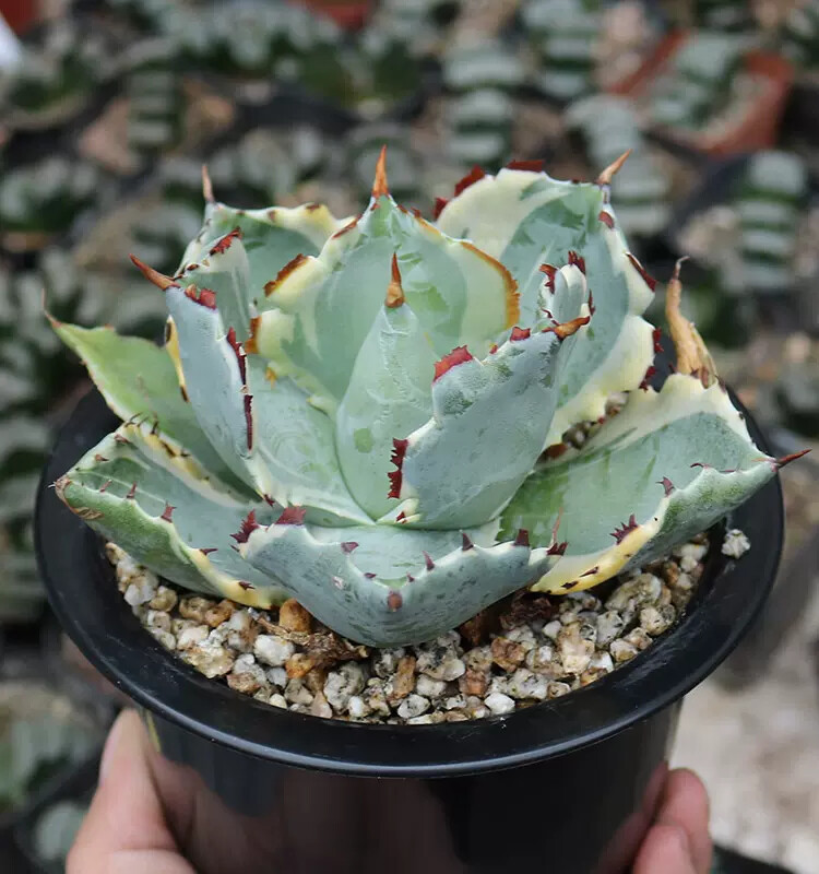 7-8cm 1PCS Seedling Cactus Live Plants Agave Isthmensis Variegated Beautiful Rare Garden Succulent Plants