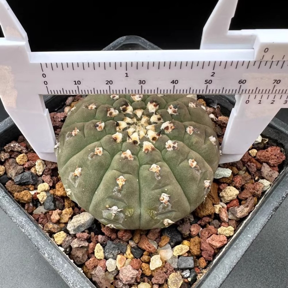 6-7cm 1PCS Cactis plants Gymnocalycium Vatteri Beautiful Garden Rare Planting Seedling