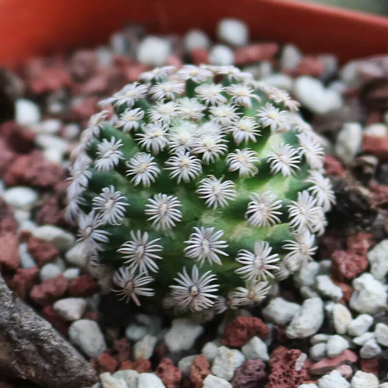 2-3CM 1PCS Seedling Cactus Live Plants Mammillaria hernandezii Beautiful Garden Succulent Plants