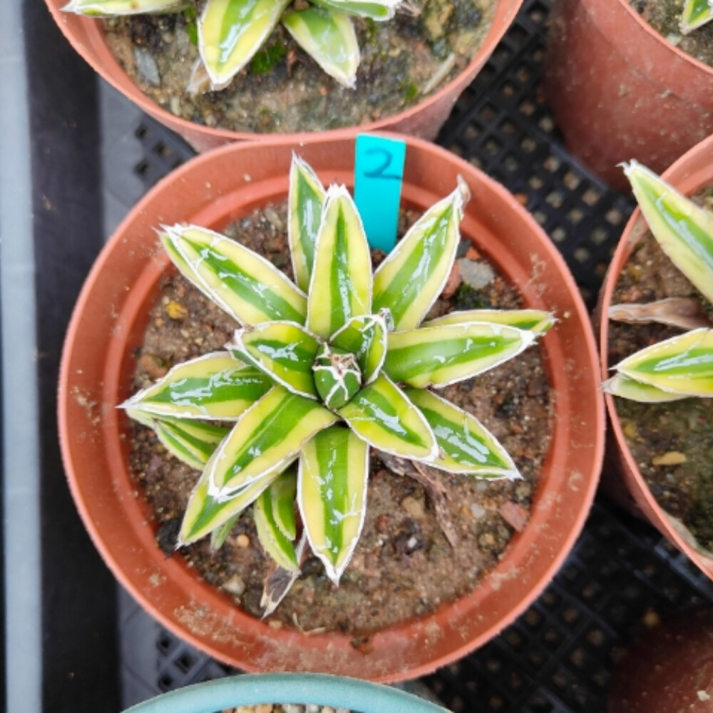 7-8cm Seedling Cactus Live Plant Agave victoriae-reginae Kizan Beautiful Garden plants