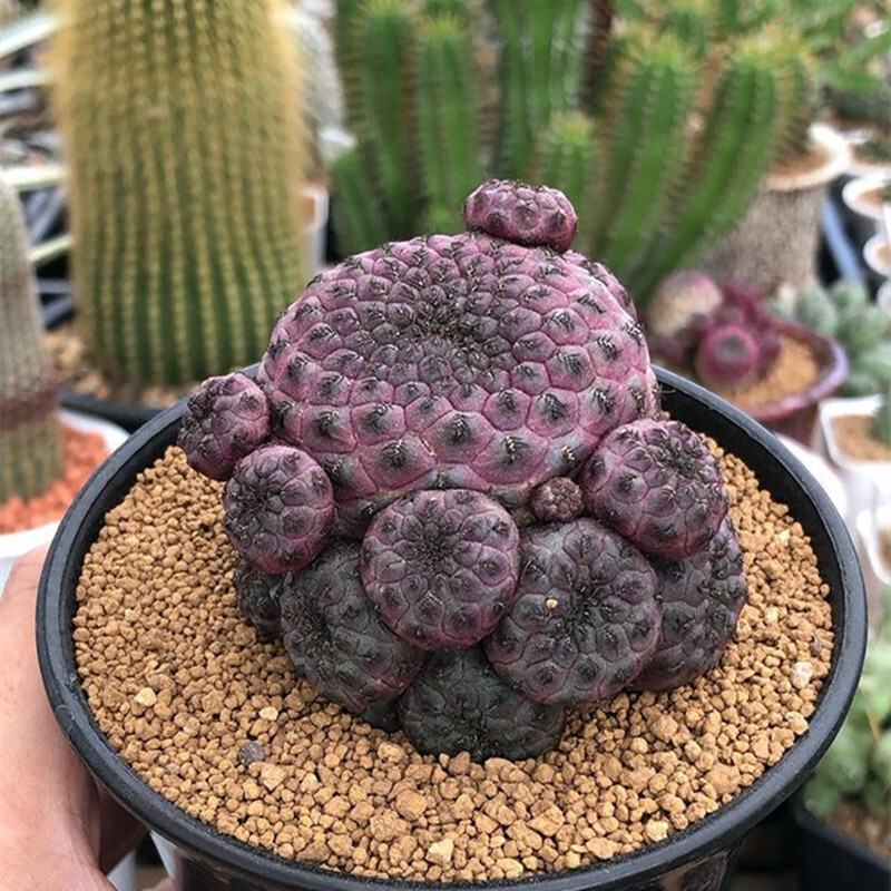 6CM 1PCS Cactus Live Plants Rebutia Rauschii Zecher Beautiful Rare Garden Cactus Succulent Plants