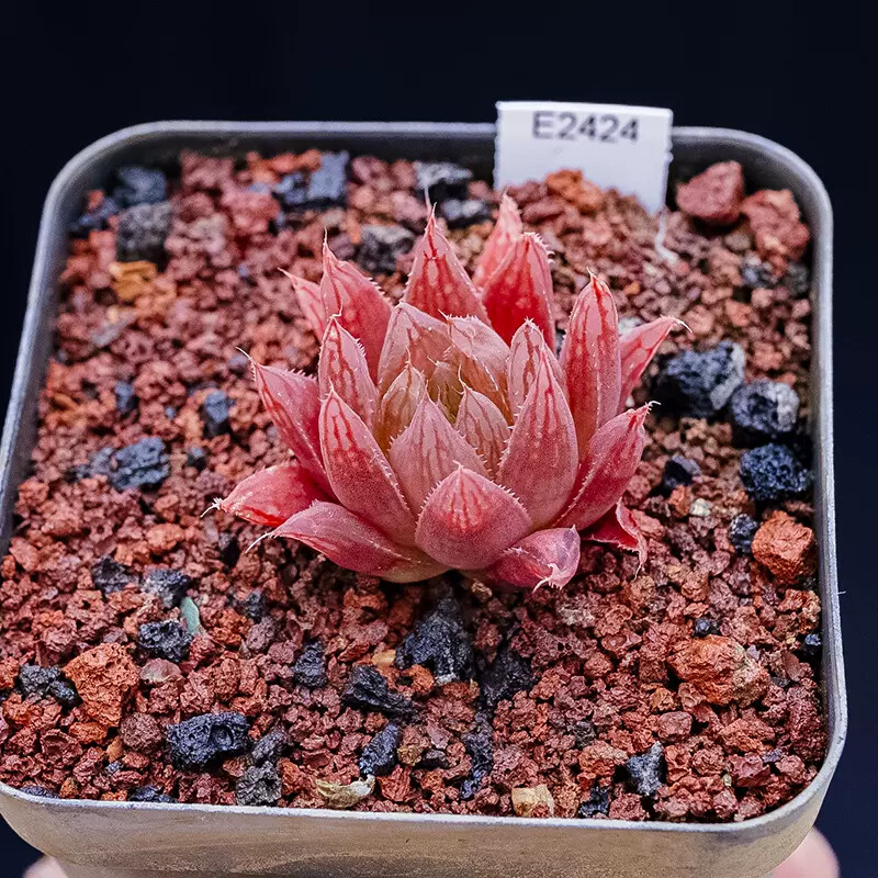 3-4CM Seedling Succulent Live Plant 1PCS Haworthia Cooperi Var. Leightonii Beautiful Rare Garden Cactus