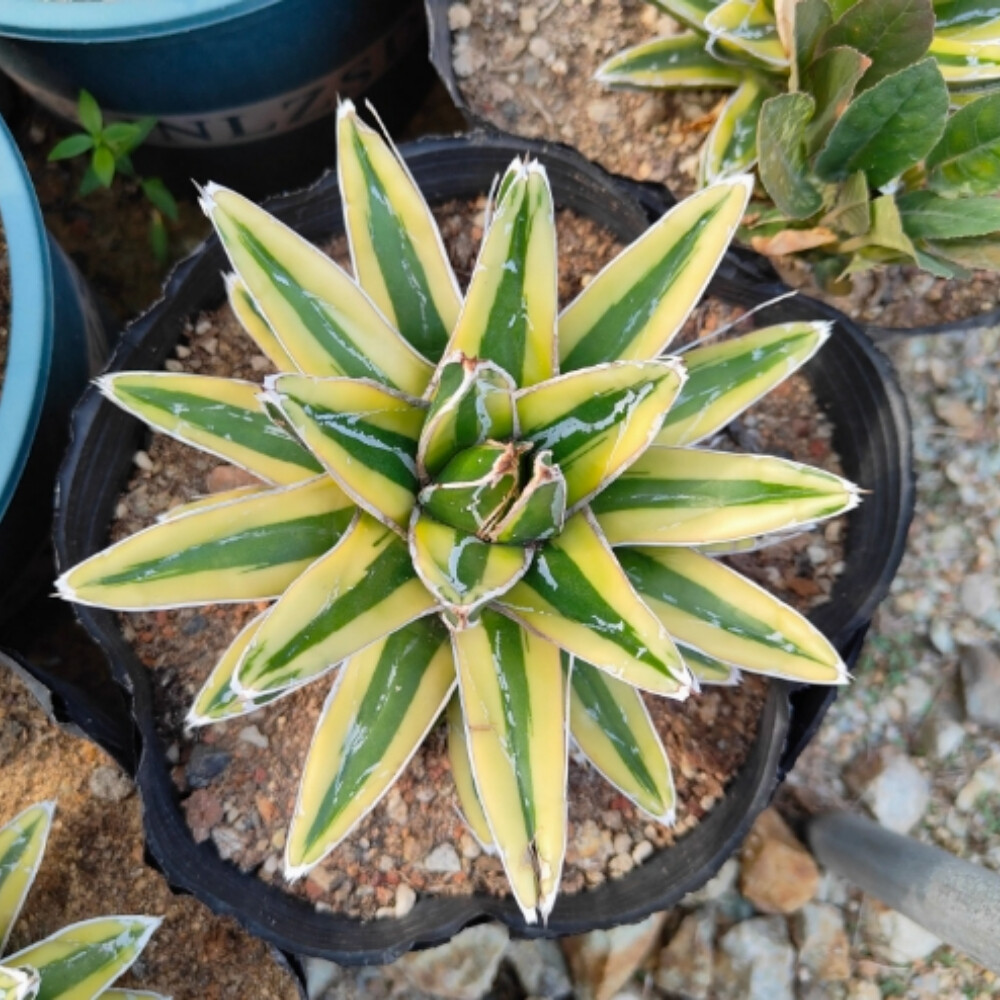 7-8cm Seedling Cactus Live Plant Agave victoriae-reginae Kizan Beautiful Garden plants