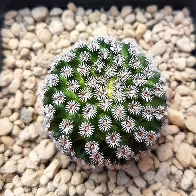 2-3CM 1PCS Seedling Cactus Live Plants Mammillaria hernandezii Beautiful Garden Succulent Plants