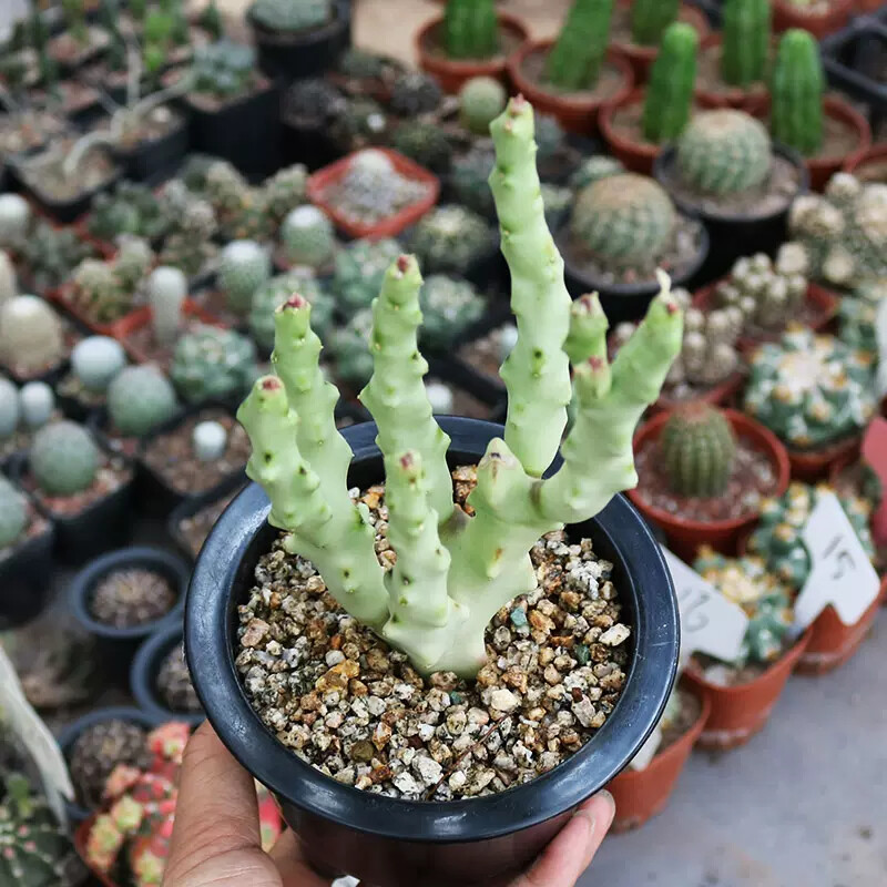 8-10cm Multiple Heads Cactus Live Plants Caralluma Socotrana Beautiful Succulent Garden Plants