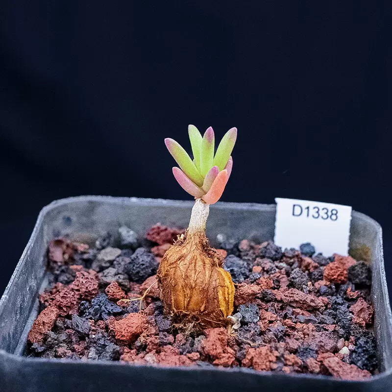 4-5cm 1PCS Cactus Live Plants Delosperma Beautiful Rare Garden Succulent Cactus Plants