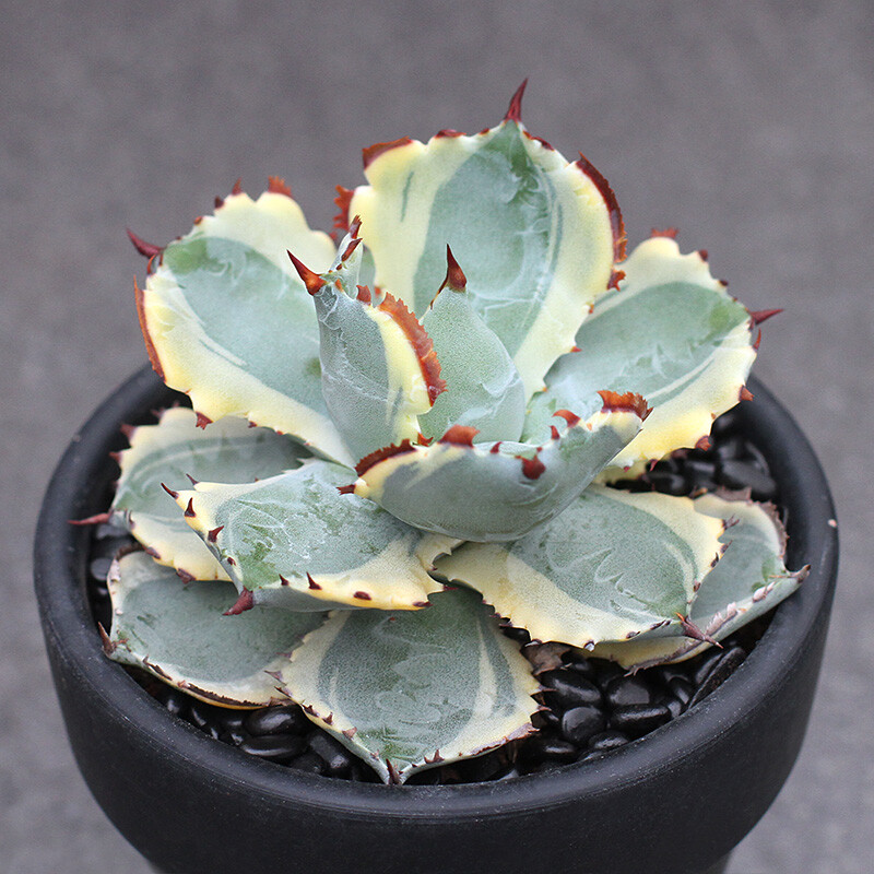 7-8cm 1PCS Seedling Cactus Live Plants Agave Isthmensis Variegated Beautiful Rare Garden Succulent Plants