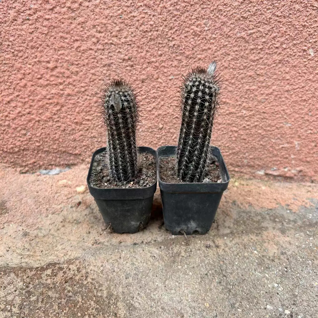 7-8cm Cactus Echinopsis Mirabilis Live Plants Beautiful Garden Succulent Plants Seedling