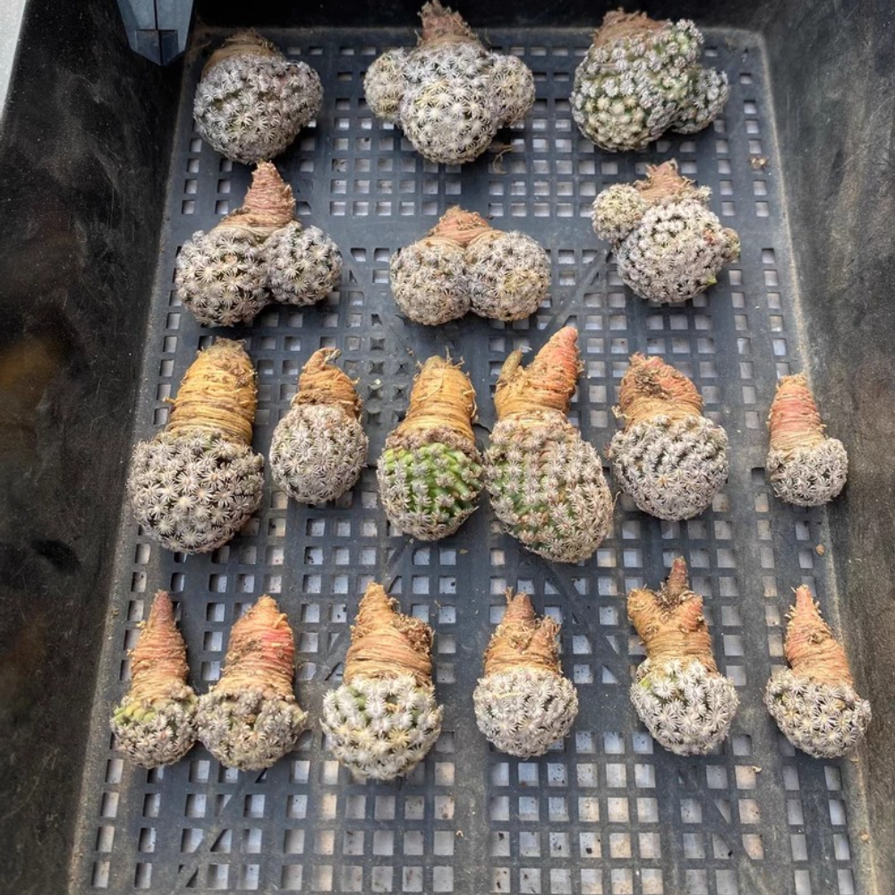 2-3CM 1PCS Seedling Cactus Live Plants Mammillaria hernandezii Beautiful Garden Succulent Plants