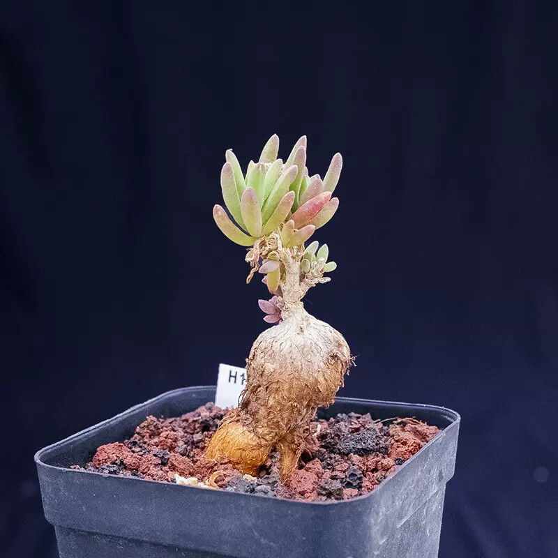 4-5cm 1PCS Cactus Live Plants Delosperma Beautiful Rare Garden Succulent Cactus Plants