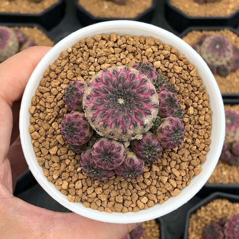 6CM 1PCS Cactus Live Plants Rebutia Rauschii Zecher Beautiful Rare Garden Cactus Succulent Plants