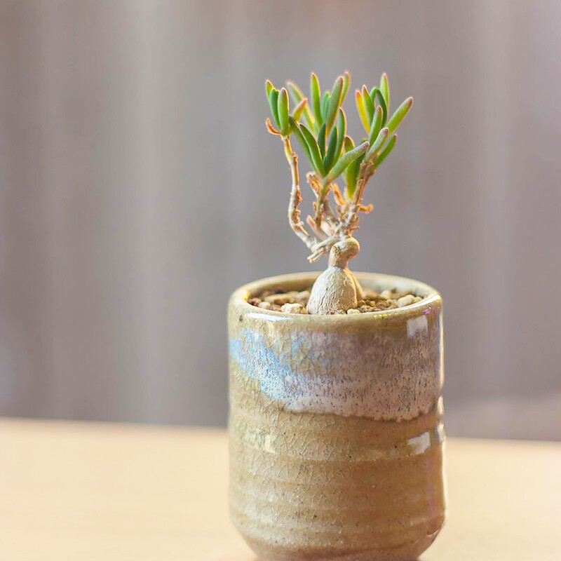 4-5cm 1PCS Cactus Live Plants Delosperma Beautiful Rare Garden Succulent Cactus Plants