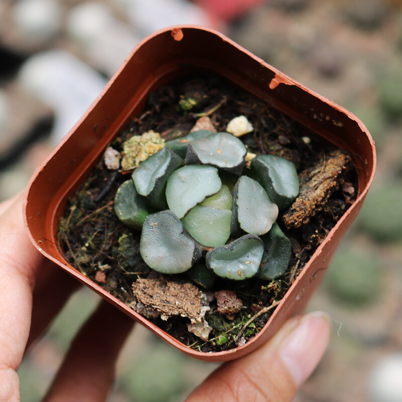 3-4CM 1PCS Seedling Cactus Live Plants Haworthia Maughanii Buddhism Beautiful Rare Succulent Plants Seedling