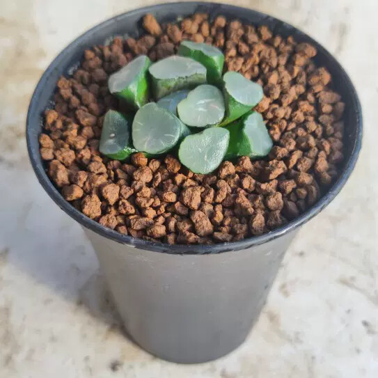 3-4CM 1PCS Seedling Cactus Live Plants Haworthia Maughanii Buddhism Beautiful Rare Succulent Plants Seedling
