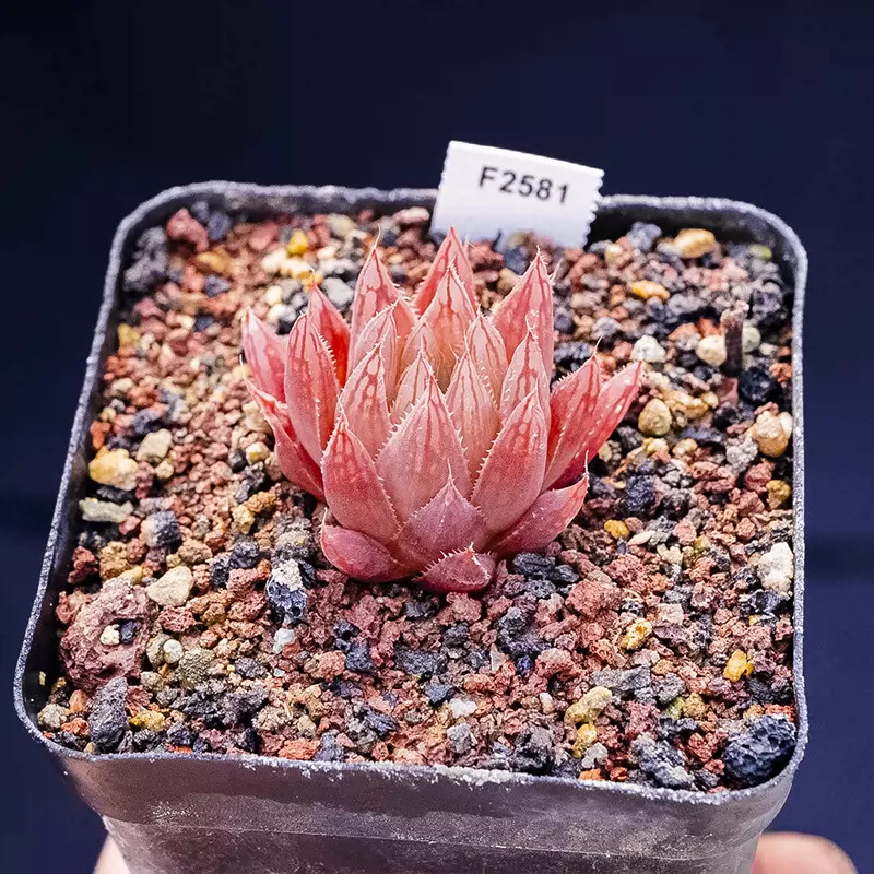 3-4CM Seedling Succulent Live Plant 1PCS Haworthia Cooperi Var. Leightonii Beautiful Rare Garden Cactus