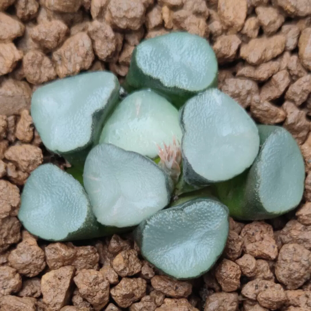3-4CM 1PCS Seedling Cactus Live Plants Haworthia Maughanii Buddhism Beautiful Rare Succulent Plants Seedling