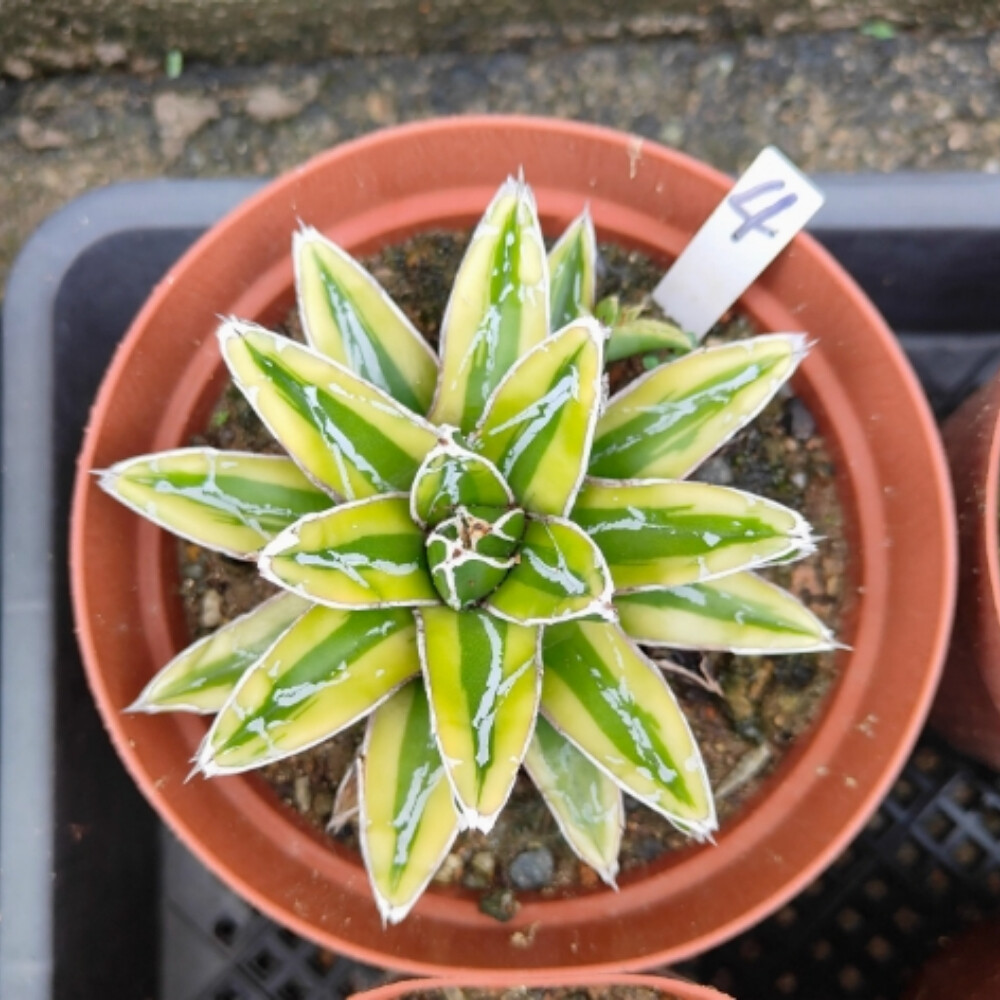 7-8cm Seedling Cactus Live Plant Agave victoriae-reginae Kizan Beautiful Garden plants