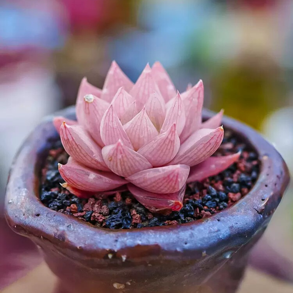 3-4cm 1PCS Seedling Cactus Live Plants Haworthia Rosea Beautiful Rare Garden Succulent Plants