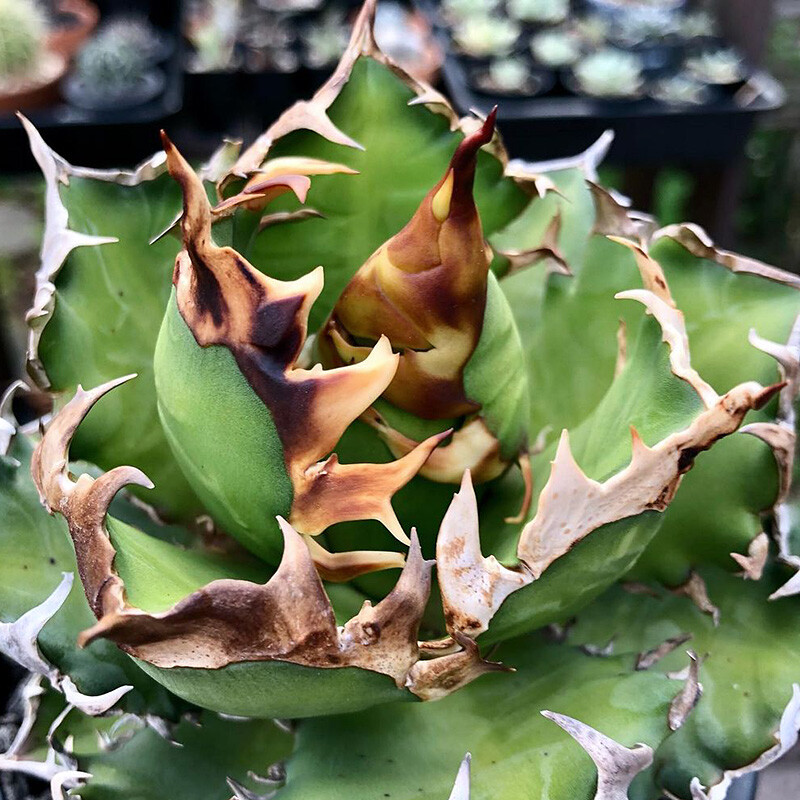 8-10cm 1PCS Seedling Cactus Live Plants Agave Redcat Weazle Beautiful Garden Rare Succulent Plants Planting Agave