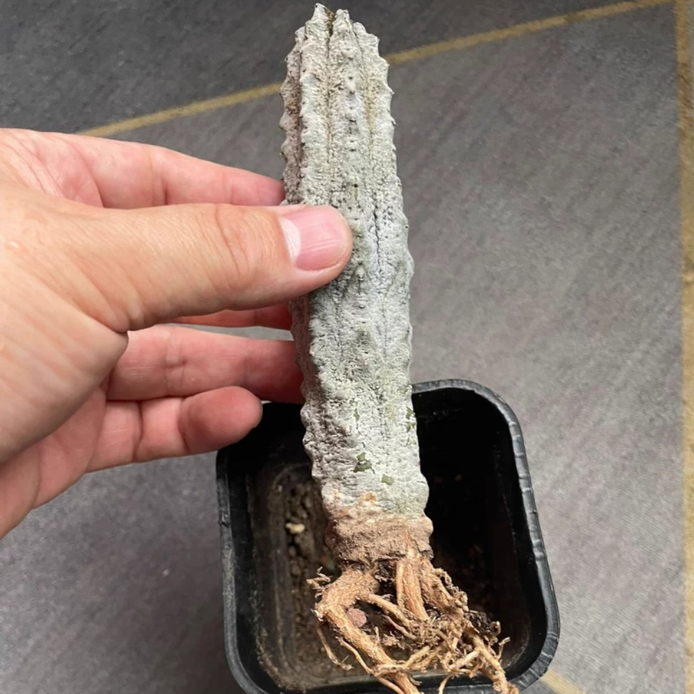 15cm Cactus Liave plants Euphorbia Abdelkuri Cactus Live Plants Beautiful Rare Garden Succulent Plants