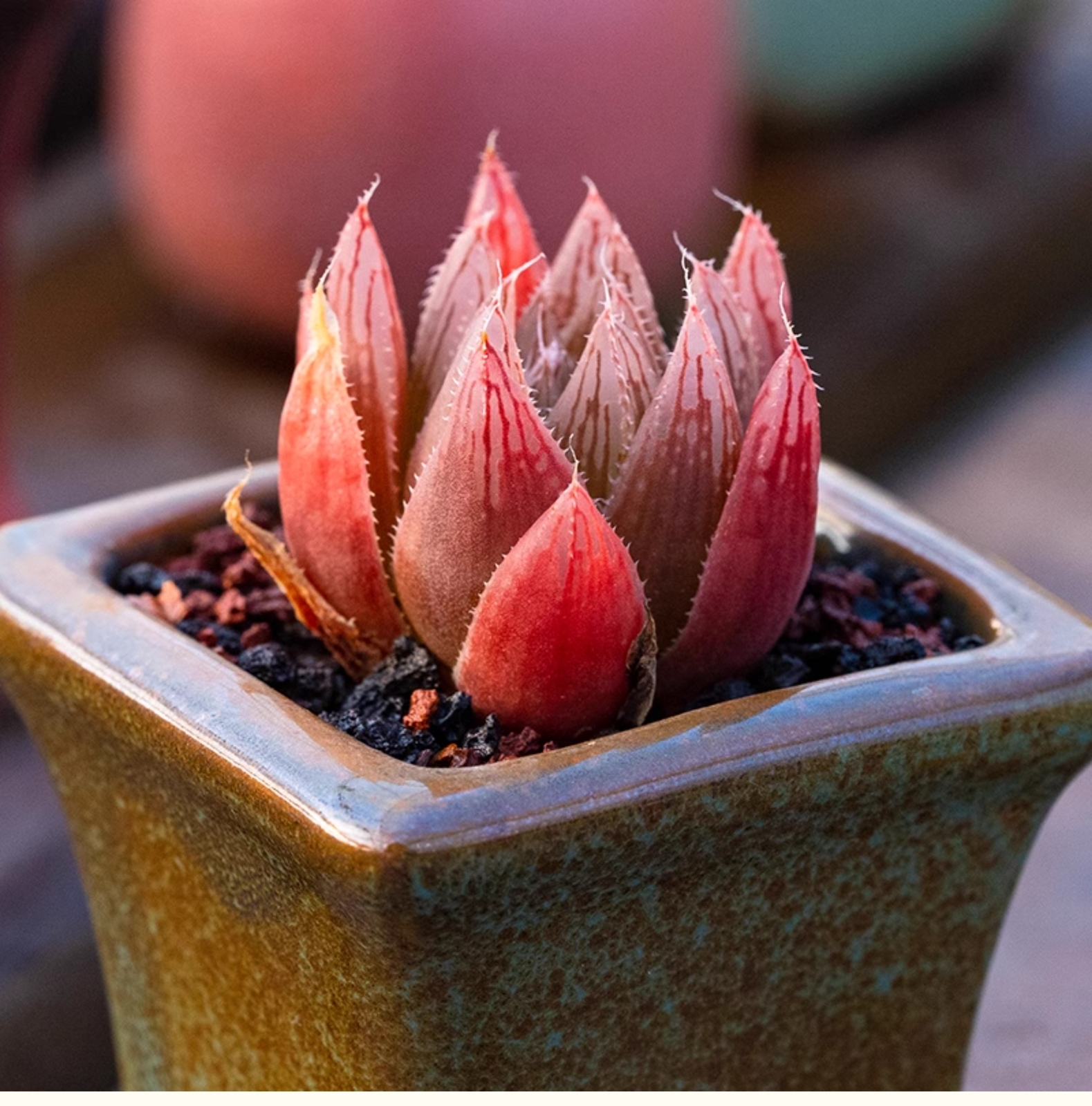 3-4CM Seedling Succulent Live Plant 1PCS Haworthia Cooperi Var. Leightonii Beautiful Rare Garden Cactus