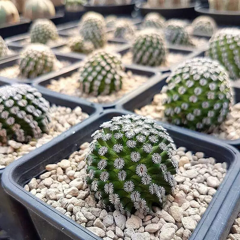 2-3CM 1PCS Seedling Cactus Live Plants Mammillaria hernandezii Beautiful Garden Succulent Plants