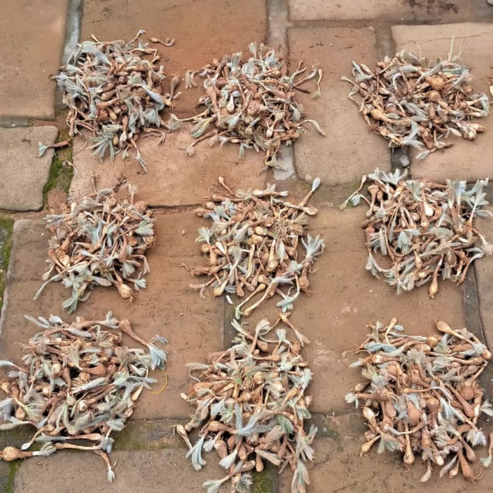 1.5-2cm Seedling Cactus Live Plants Gethyllis Barkerae Beautiful Garden Rare Tuber Succulent Plants